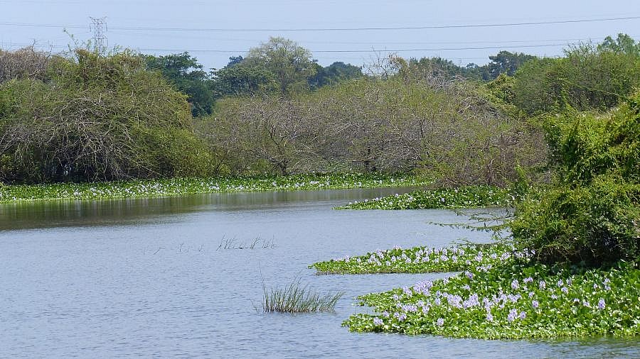 See kurz vor Wilpattu - Sri Lanka - Landschaft