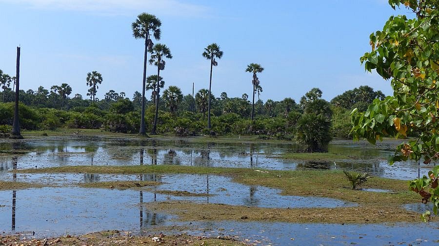 Palmenlandschaft - Sri Lanka - Landschaft