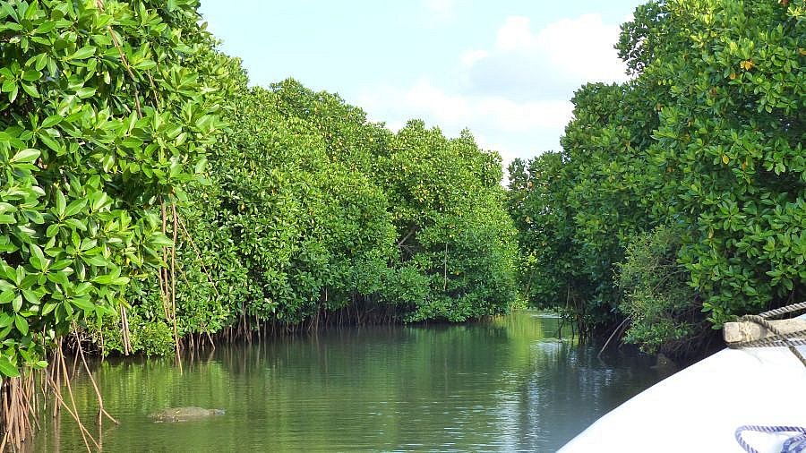 Kanal im Mangrovenwald - Sri Lanka - Landschaft