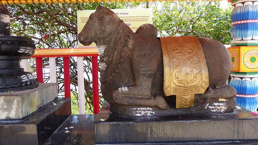 Nandi, das Reittier von Shiva - Sri Lanka - Sehenswürdigkeiten