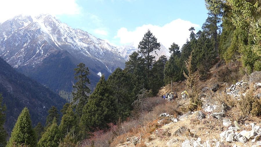Rückweg von Laya nach Koina - Thimphu-Punakha: Laya Trekking