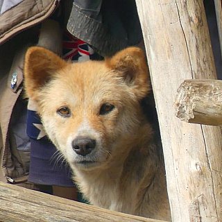 Neugierige Hundeblicke - Indien - Nordosten - Land und Leute