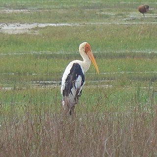 Storch in Wilpattu - Sri Lanka - Flora und Fauna