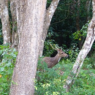 Axishirsch in Wikpattu - Sri Lanka - Flora und Fauna