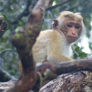 Makake - Hutaffe - Sri Lanka - Flora und Fauna