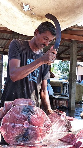 Fischverkäufer - Sri Lanka - Land und Leute