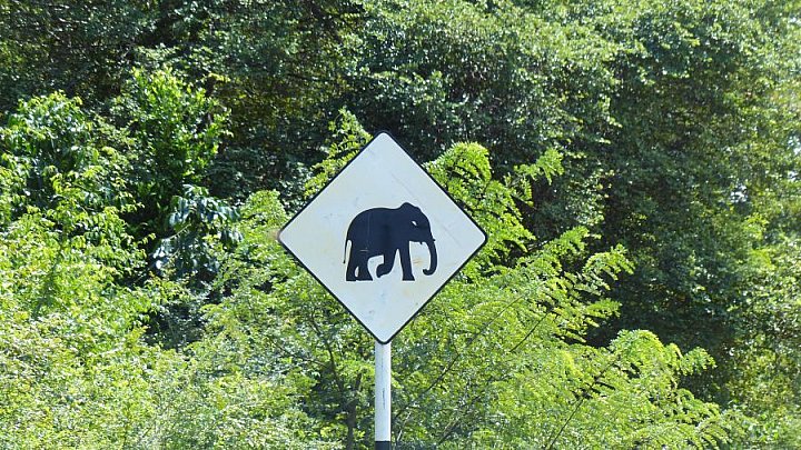 "Elephant-Crossing" - Sri Lanka - Landschaft