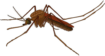 Der gute Schutz vor Moskitostichen ist der beste Schutz vor Malaria in tropischen und subtropischen Ländern.