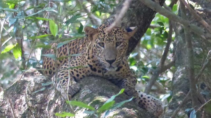 Unterwegs Sri Lanka Wilpatta Nationalpark Leopard P1230044
